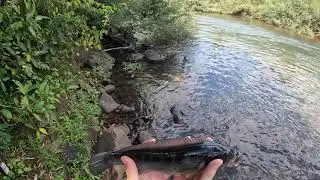 JACUND&Aacute;S(JOANAS) DO RIO DAS ANTAS-RS, PESCARIA EM &Aacute;GUAS CRISTALINAS.