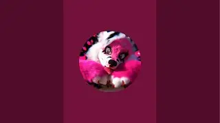 PinkGeminiHusky is live! FULLSUITING