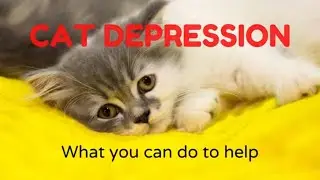 Cat depression (how to help if your cat is depressed)