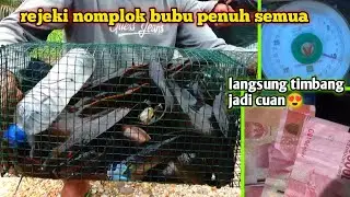 Rejeki nomplok.!! Banyak banget ikan Lele Lembat disini Bubu sampe penuh semua