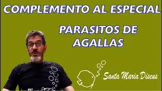 Como utilizar el FORMOL en los peces DISCUS