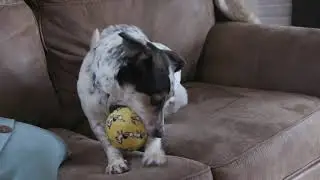 VIP Products - Mighty No Stuffing Dog Toys