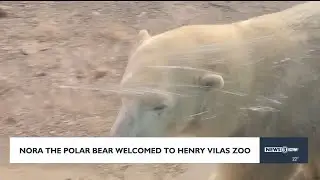 Nora the Polar Bear welcomed to Henry Vilas Zoo