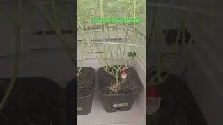 #420 #Fridgegrow2.0 #w&auml;chst_zu_krass