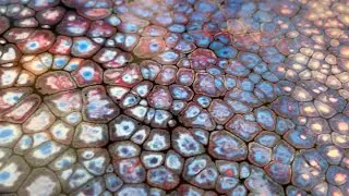 Premiere! Abstract Fluid Art! Dump and Swirl! Multi Colored Cells!