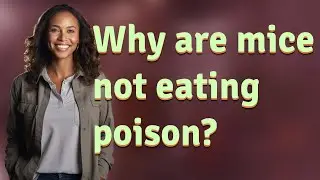 Why are mice not eating poison?