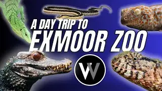 A Day Trip To Exmoor Zoo