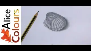 drawing a seashell in graphite