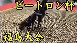 福島初!クワガタ相撲大会 ビートロン杯in福島