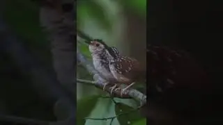 Sepasang Burung Striped wren babbler yang mesra