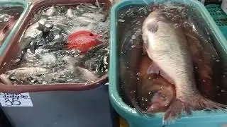 Fresh Fish Market in Chisinau, Moldova / Павильон живой рыбы, центральный рынок Кишинев, Молдова