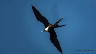 Isla San Crist&oacute;bal (Parque Nacional Gal&aacute;pagos - Ecuador)  (Viaje de ida)