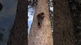 Just chillin 🐿️ #squirrel #animal #spain #espa&ntilde;a #malaga #travel #europe #nature
