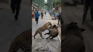 Leopard vs Wild Boar! #wildanimals #wildlife #animallife #animals #animalfight #naturelover #leopard