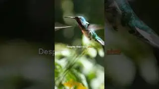 Embrace the wisdom of the Hummingbird ✨ #albertovilloldo #poweranimal #shamanicwisdom
