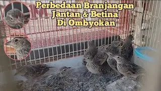 cara membedakan branjangan jantan dan betina di pasar ombyokan