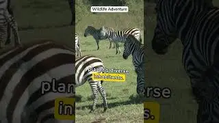 wildlife experience  #wildlife  #wildlifeexperience  #animalwonders