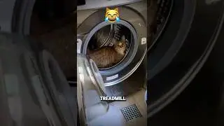 Cat&rsquo;s Unexpected Treadmill: Laundry Day Workout Gone Wild! 🐱🧺💨 #shorts #cat #catlover #funnycat