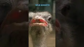 Most Dangerous Birds - Ostrich! 
