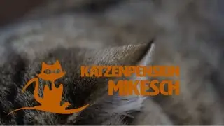 Katzenpension Mikesch