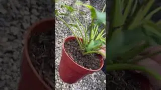 Xanadu varigata #plants #garden #green #nature #housplants #tanamahias #orchids #aroids #antorium