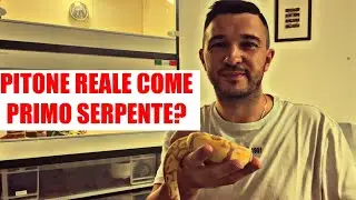 Pitone reale come primo serpente?