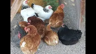 chicken egg song