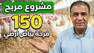دراسة جدوى كاملة لمشروع 150 فرخة بياض أرضي – ارباح مضمونة من أول دورة!
