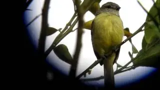 Yellow crowned Tyrannulet   Tyrannulus elatus   Cocorna, Magdalena Valley
