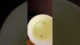 How to germinate seeds @fastbuds @blueberry autos!!