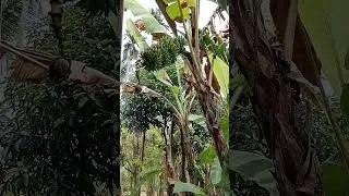 pohon pisang #pohon #youtubeshorts #pisang #trending #makan #viralvideo #enak #shorts #manfaat #fyp