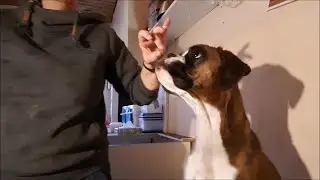 Boxer-Ohren in Form bringen (2) - kleben mal einfach (easy ear-taping-Boxer)