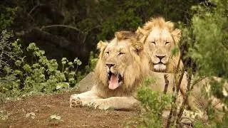 Top 10 lion pride rules of survival | Documentary