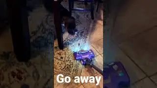 Dogs hate vacuums
