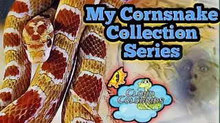 My Cornsnake Collection Series  (part 2)