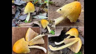 Pilzportrait -  Goldmistpilz, Bolbitius titubans | Bolbitius vitellinus