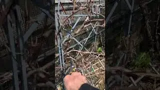 Grape pruning #wine #alcohol #homebrewing #wine making at home #mead