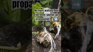 No more waiting! Root hormone speeds up propagation. ⏳➡️🌿 #GrowFaster #PlantTips #gardening