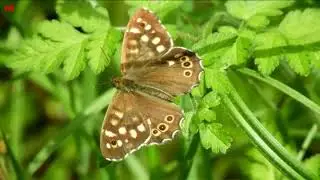 Schmetterling - Kaisermantel