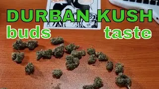 Durban Kush BUDS & TASTE TEST | 4C Labs, Cielo Verde, Xeal Pharma | T26 8.50/g