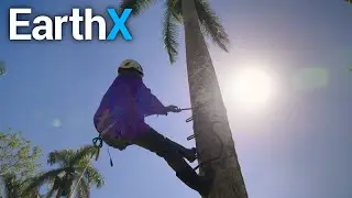 Treating a Hawk Nest for PARASITES | Wild Caribbean | EarthX
