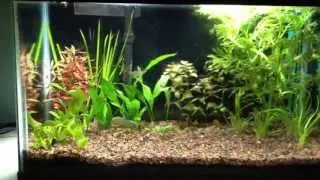 Kribensis/ Dwarf Flag Cichlids