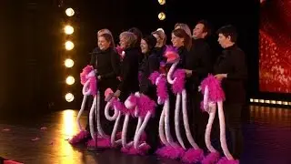 Bende struisvogels doet The Harlem Shake!