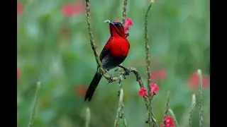 Crimson Sunbird's call