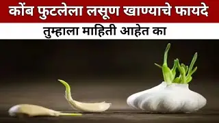 कोंब फुटलेला लसूण खाण्याचे फायदे | Sprouted Garlic | lLasun Khanyache Fayde