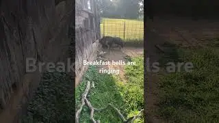 Flash had his morning nap, now he&rsquo;s ready for food #farm #hobbyfarm #farmlife #pigs #piggy #shorts