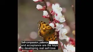 Self Compassion Quote  |  Have Patience
