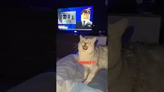 Barking Cat Escaped..