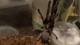 Phlogius. sp. Nunn being packed and sent to Steve Nunn - Aussie Tarantula