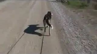 Jasper TRIKEjoring (bikejoring or carting with 3 wheels)